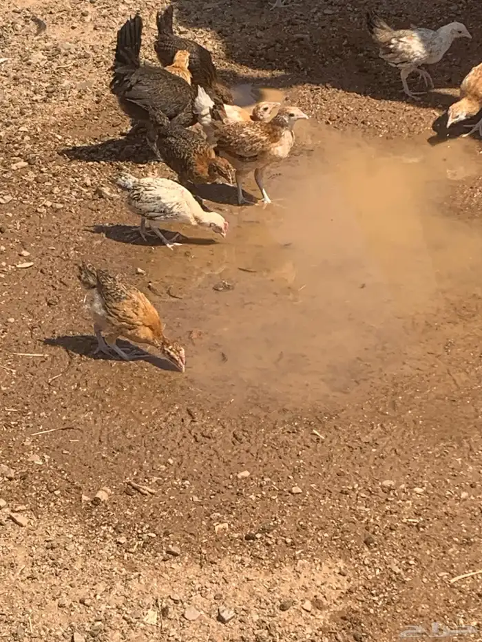 دجاج صوص 2