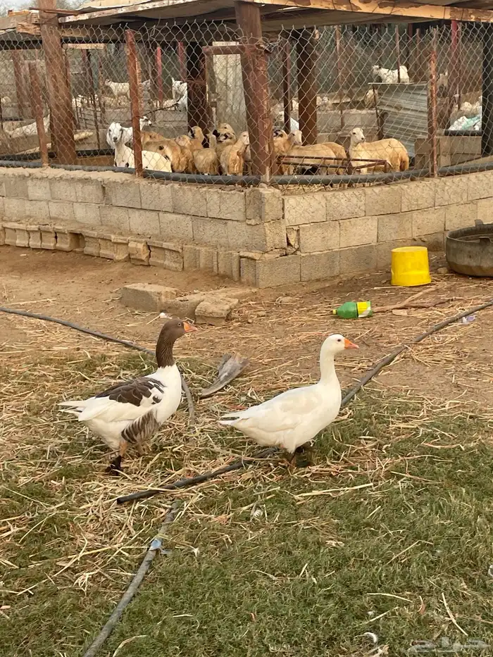 وز للبيع 1