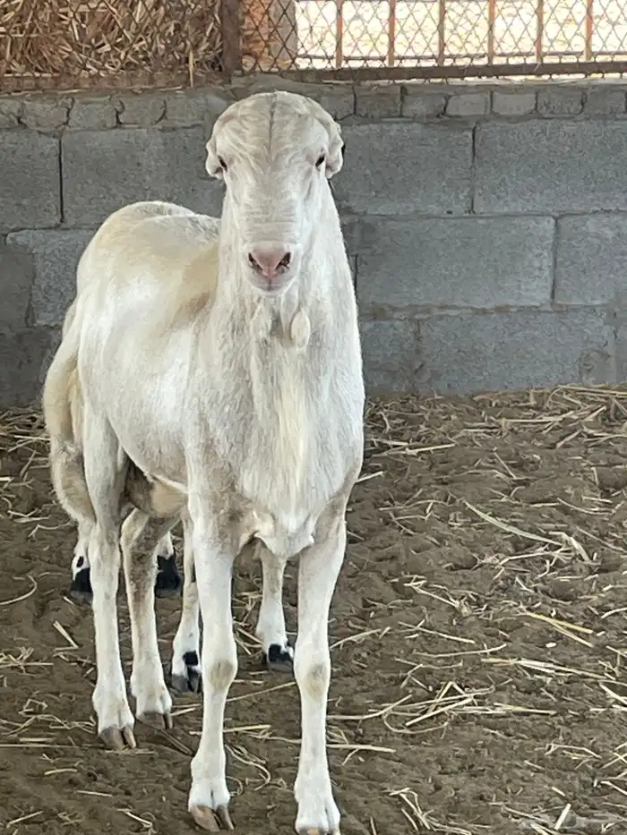 فحل رفيدي اصيل جذع درجة اولى 3