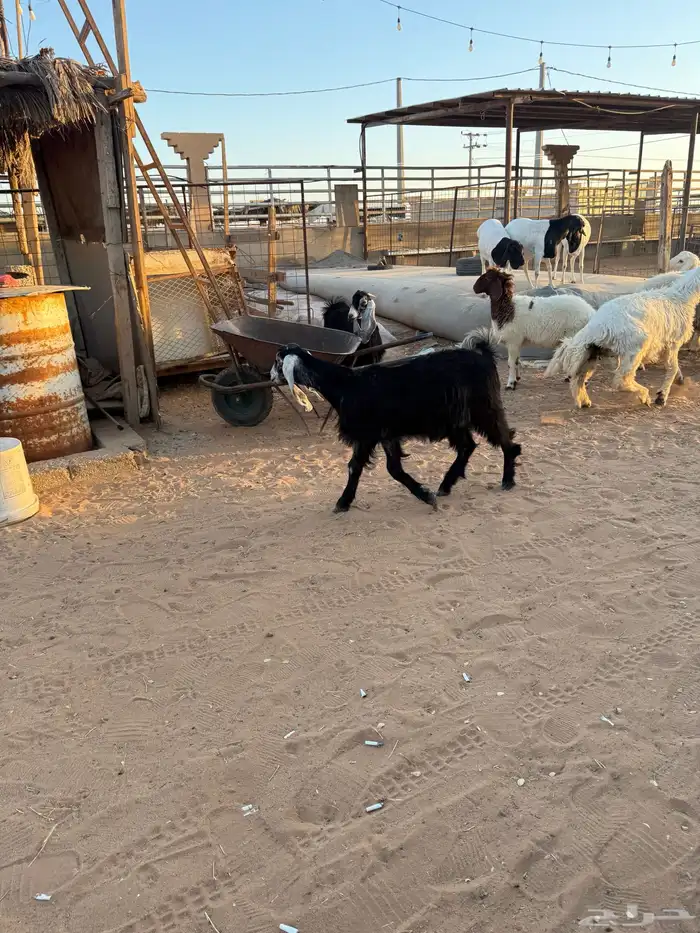 جفرتين طيبات 4