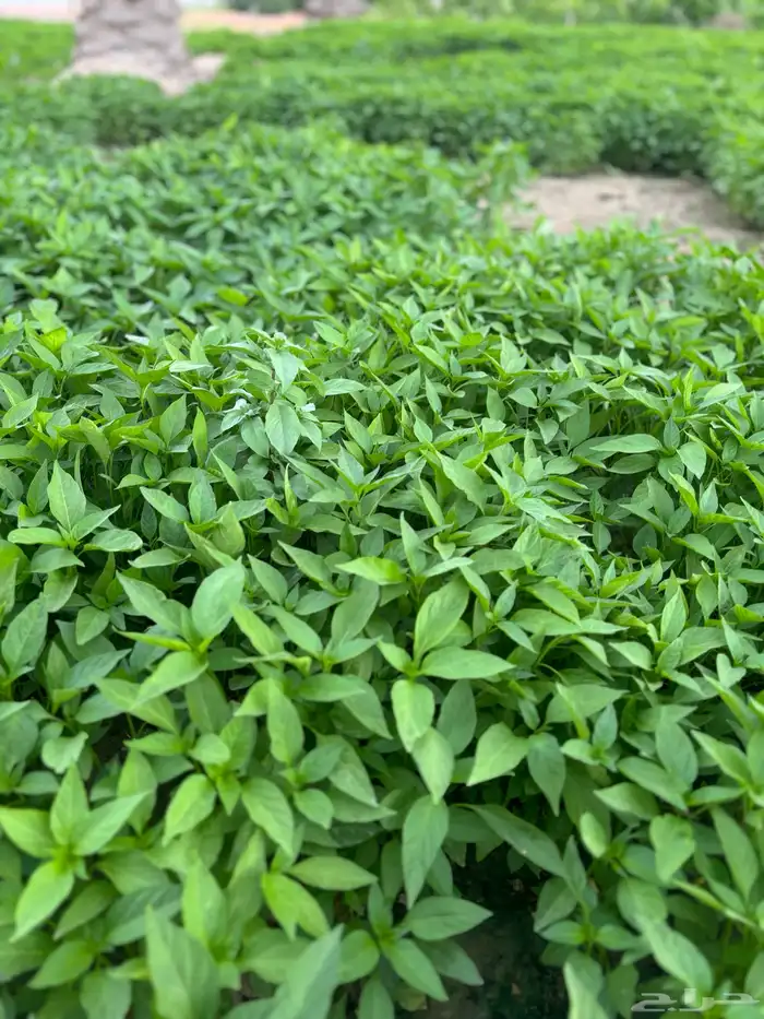 جميع أصناف الشتلات 10