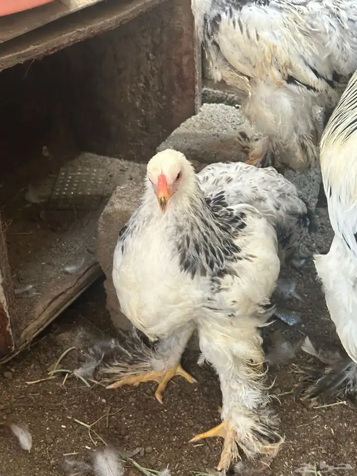 دجاج براهما 0
