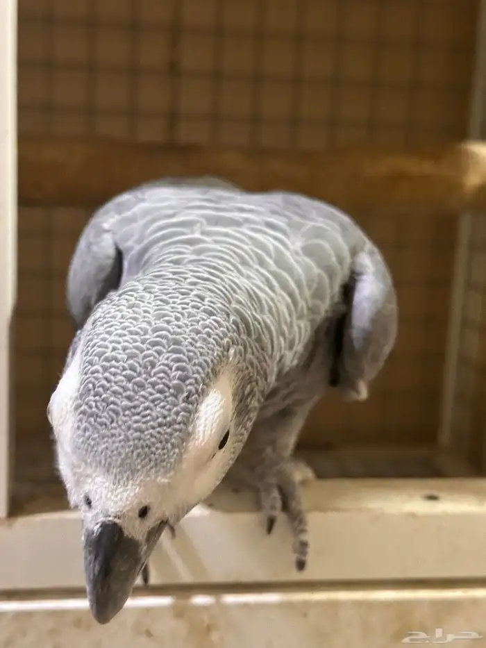 ذكر كاسكو 0