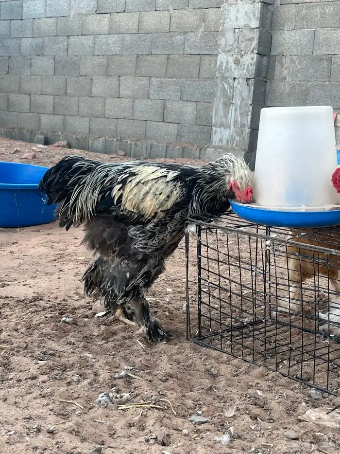 براهما بيض مع ديك 2