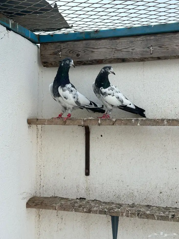 حمام باكستاني 2