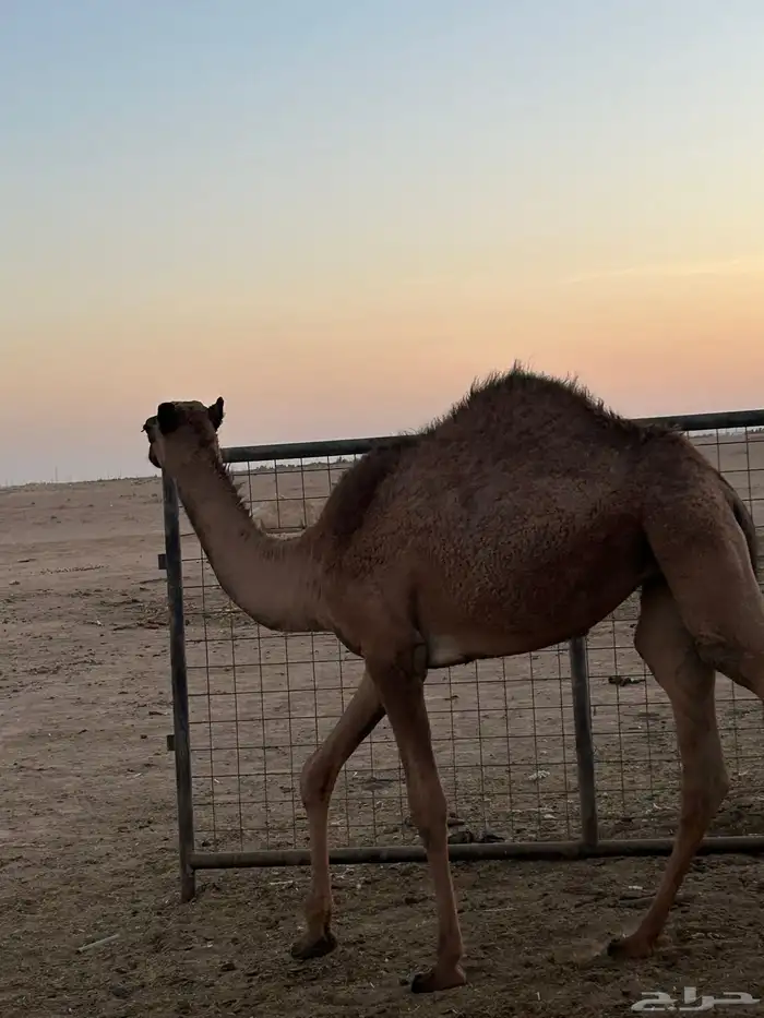 بكره 5