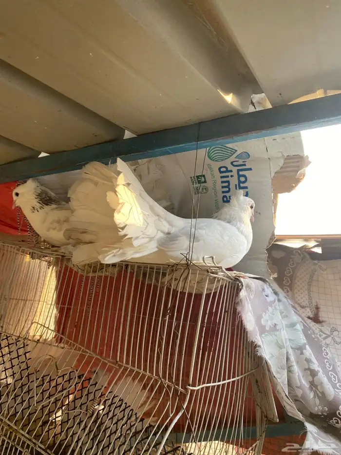 حمام رقاص هندي منتجة جوز 13