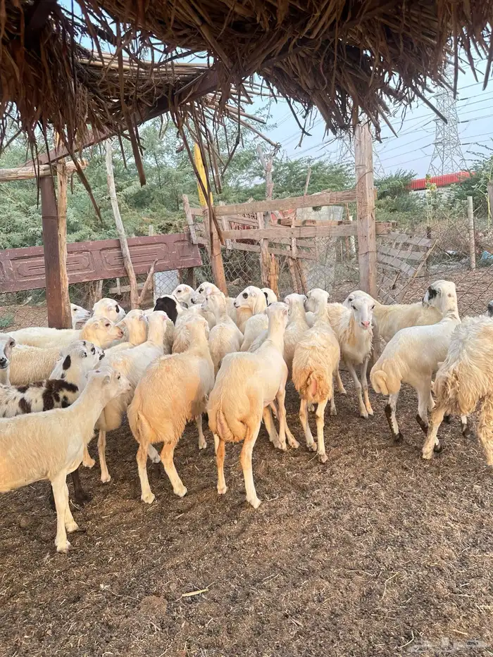 رخيل رفيدية 5