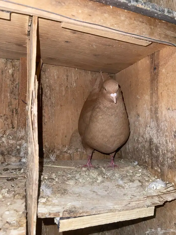 حمام كنق وطقم دجاج رومي 9