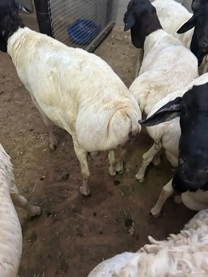 برابر جذعان طرف لحم وشحم 31