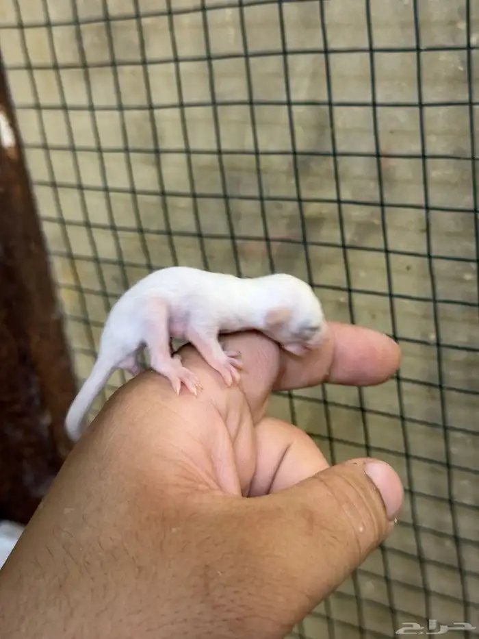 صغير السنجاب الطائر (لوسيستك-leucistic) sugar glider 3