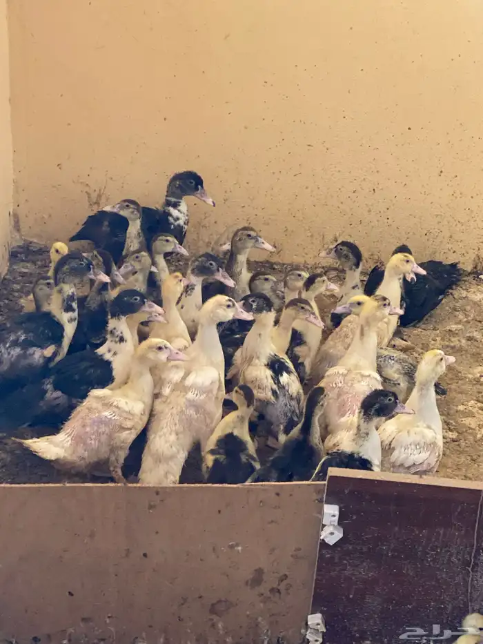 بط بلدي 2