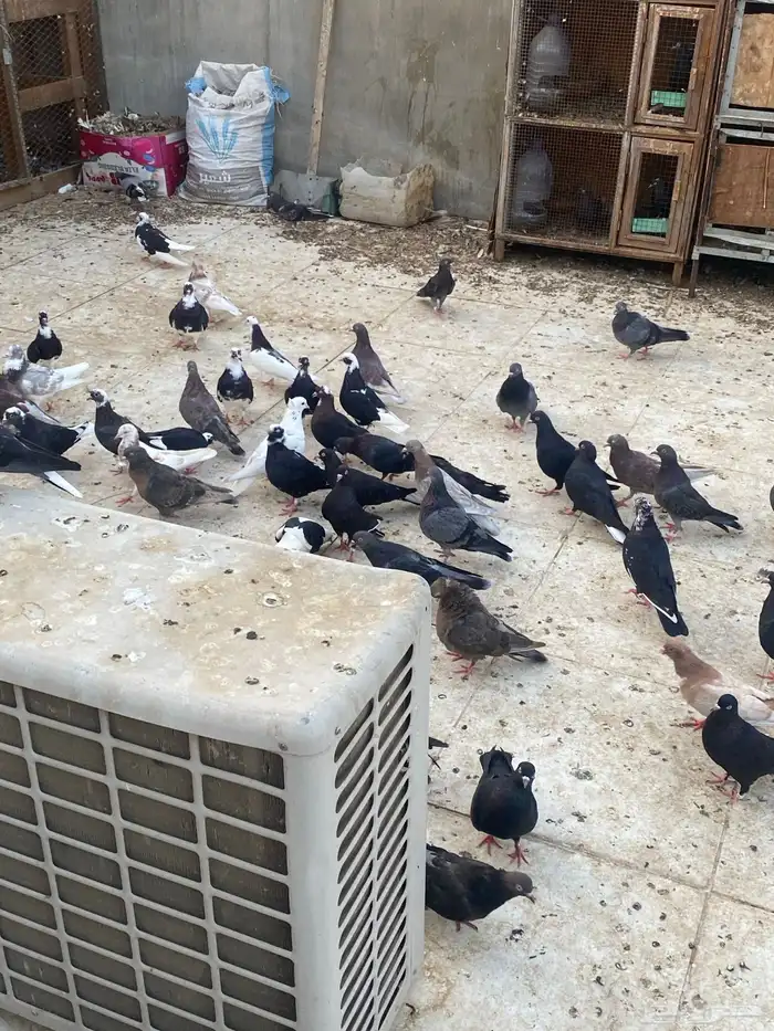 حمام قطيفي   قطايف   قلابي 2