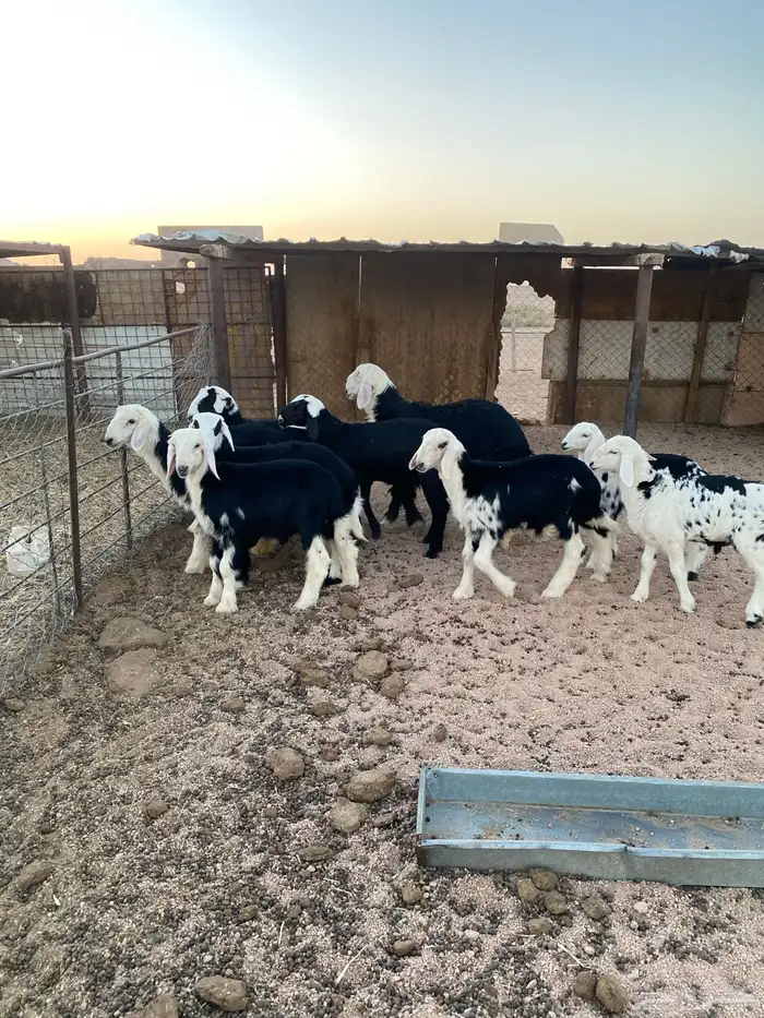 بهم نجد وجفار من المراح 0