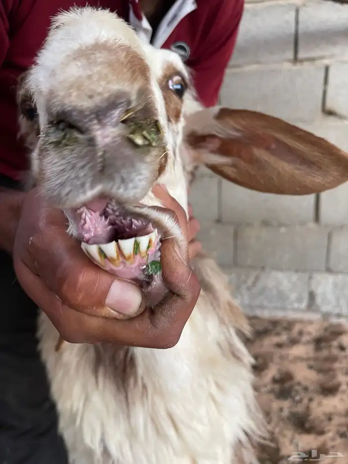 شياه نعيم ولد 2