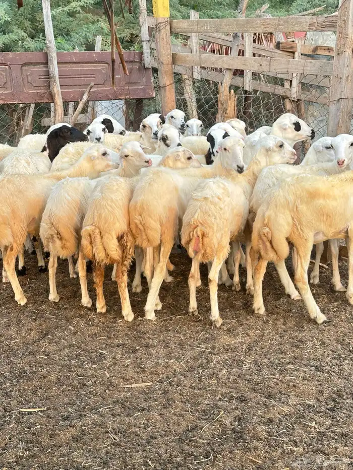 رخيل رفيدية 4