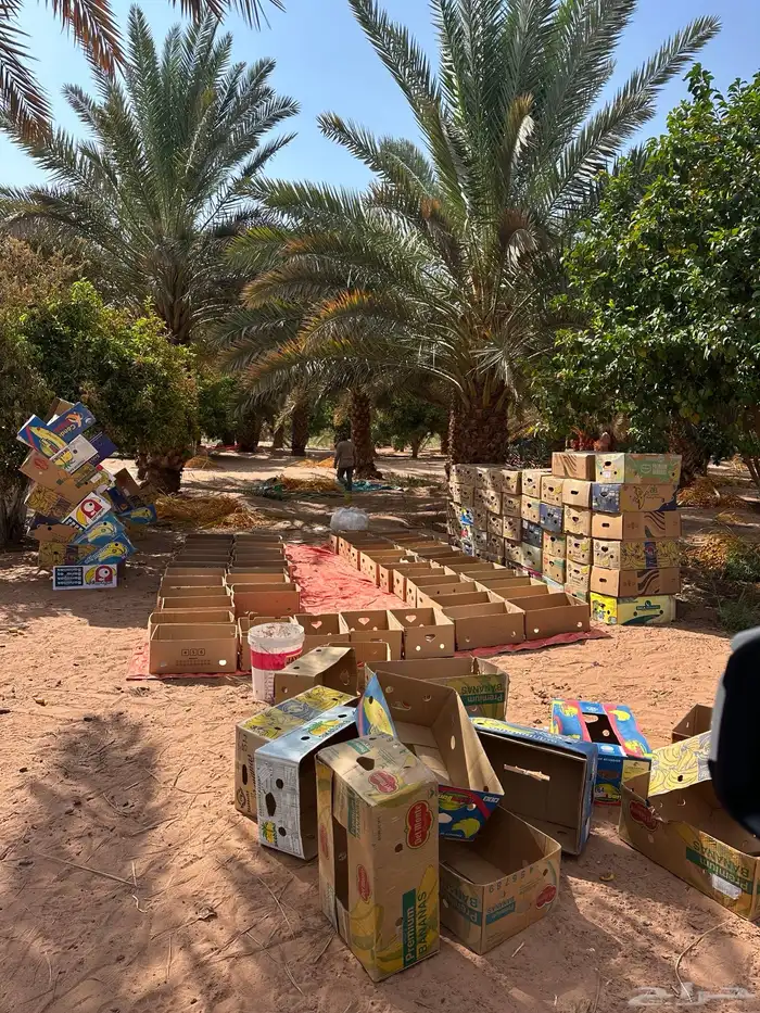 متوفر جدادين نخل و طلعين تمر برني و غيره 0