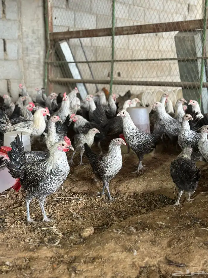 مشروع للبيع دجاج فيومي  دجاج براهما 7