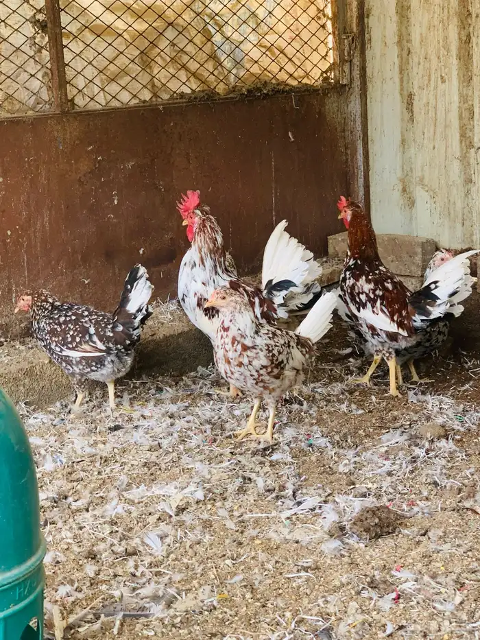 ديكين وست دجاج عربي ماكنتوش افرق مقبع 4