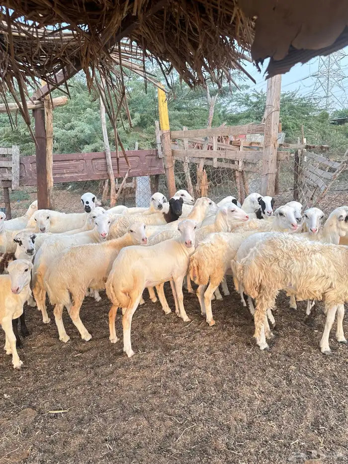 رخيل رفيدية 6