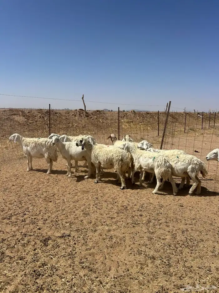 غنم حريه 0