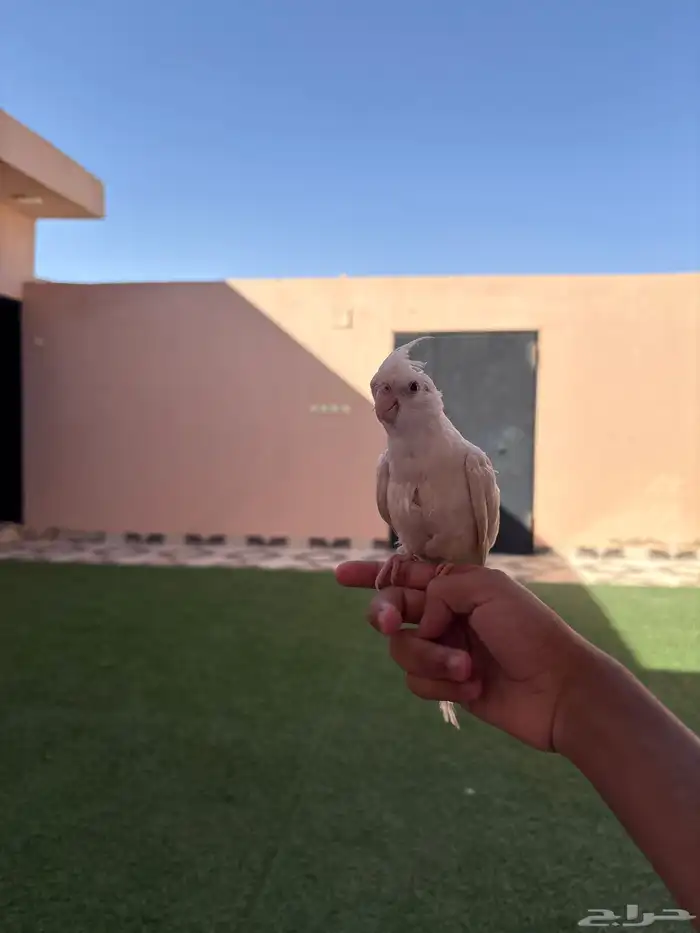 كروان 0
