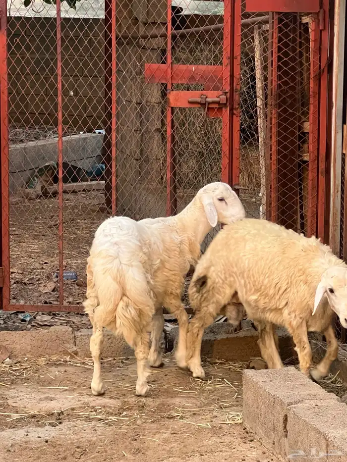 طليان ورخال 0