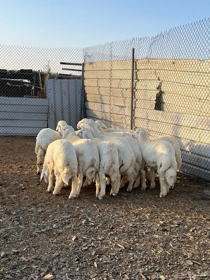 طليان جبره كايفه شحم فل 0