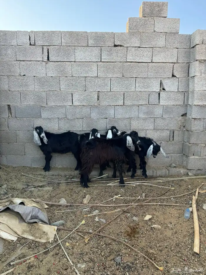 تيوس 8 شهور 2