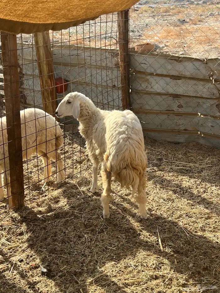 رخل حريه شحم ( تم البيع ) 1
