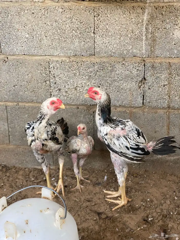 فروخ باكستاني ديوك 4
