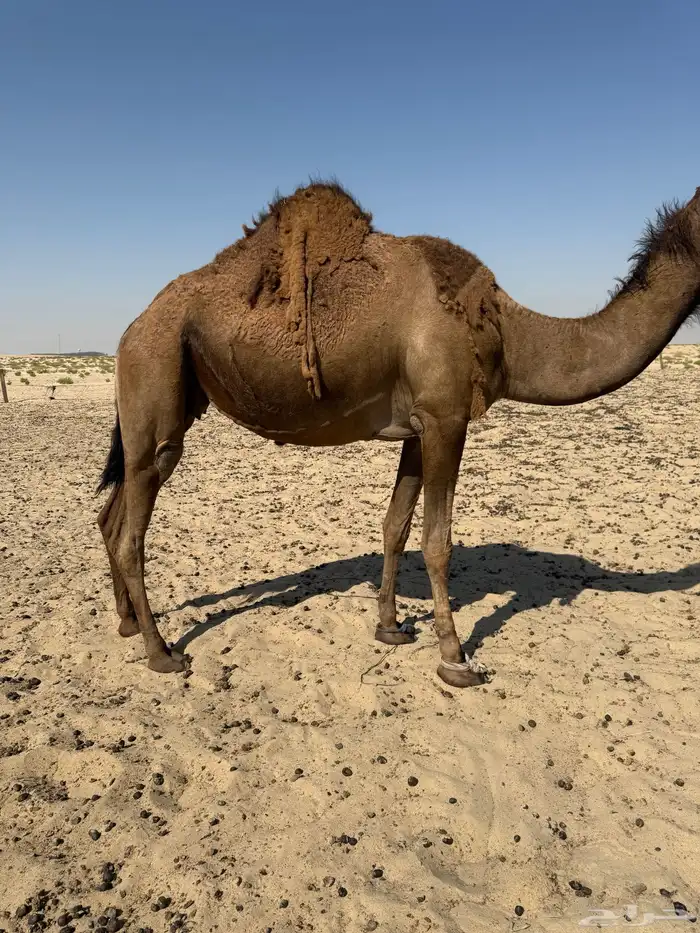 8 لقحات وبعير وعشرا والبل طيبه 3