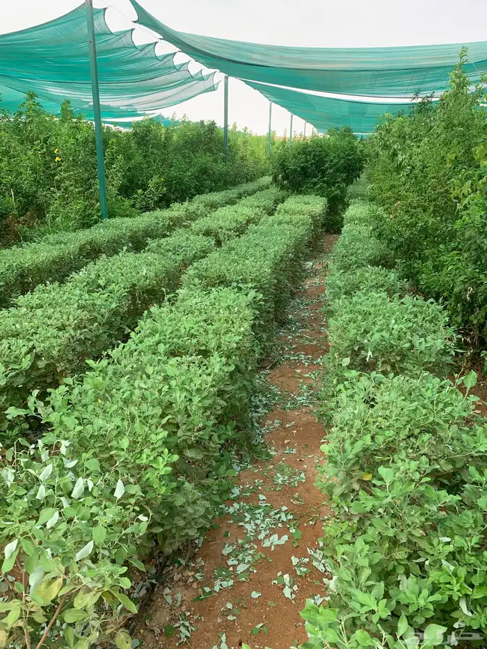حدد حديقة بأشجار خلال دقائق 1