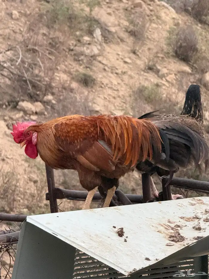 دجاج للبيع 3