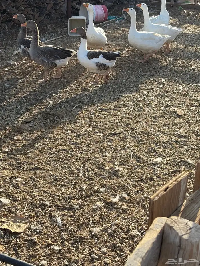 بط وز للبيع 2