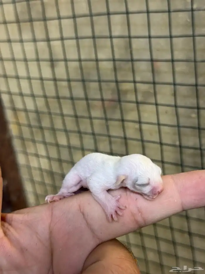 صغير السنجاب الطائر (لوسيستك-leucistic) sugar glider 2