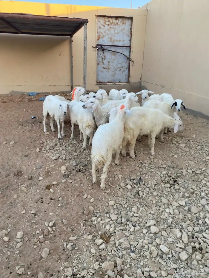 طليان ورخال 2