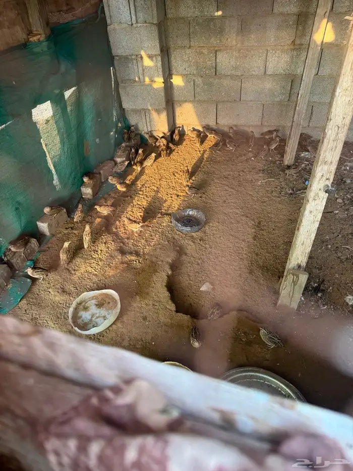 سمان بري للبيع 0