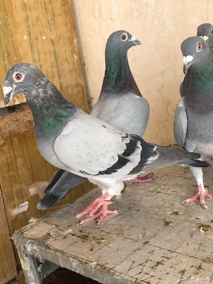حمام زاجل 0