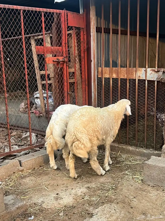 طليان ورخال 2