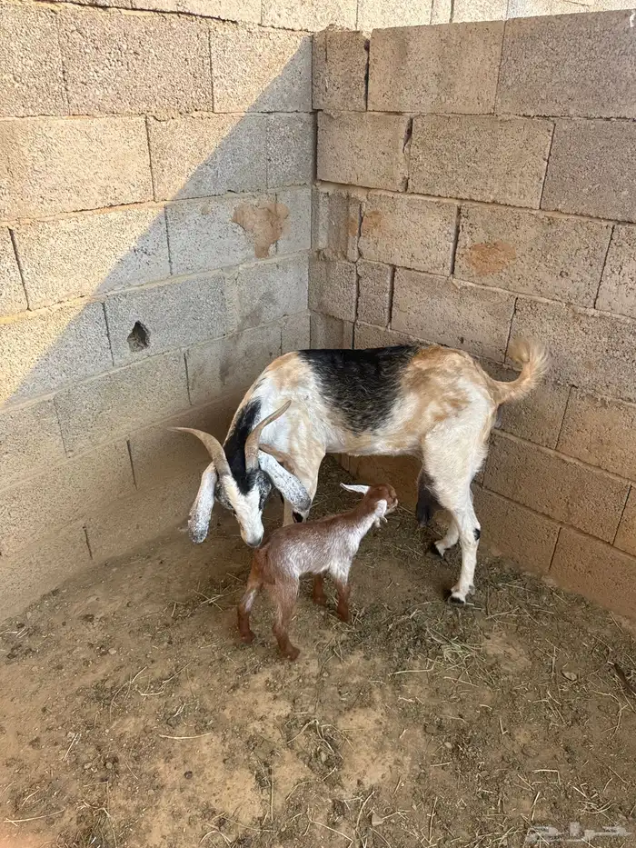 2غنم تحتها 2انثي 3
