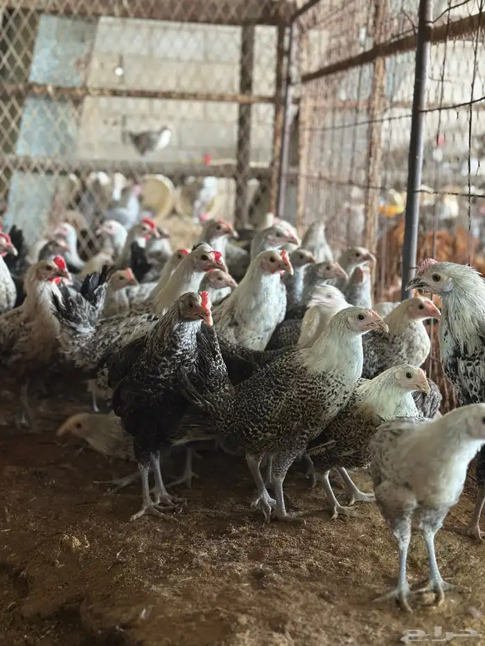 مشروع للبيع دجاج فيومي  دجاج براهما 6