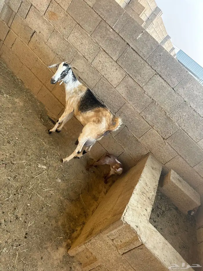 2غنم تحتها 2انثي 2