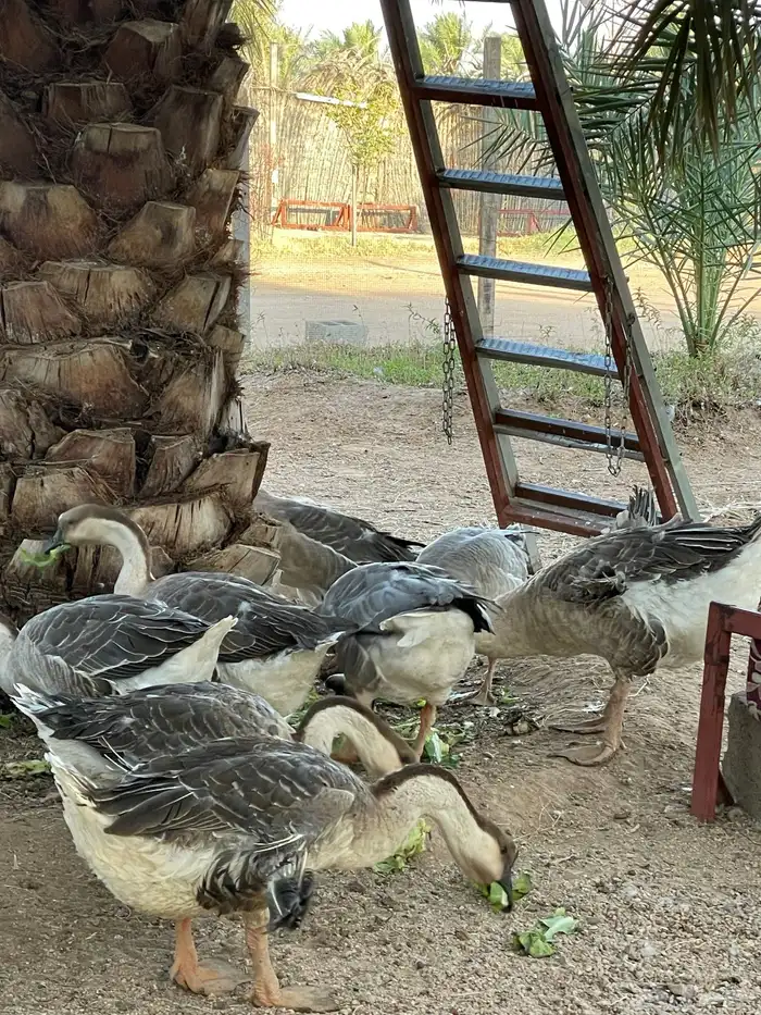 وز عراقي اصل وفصل 0