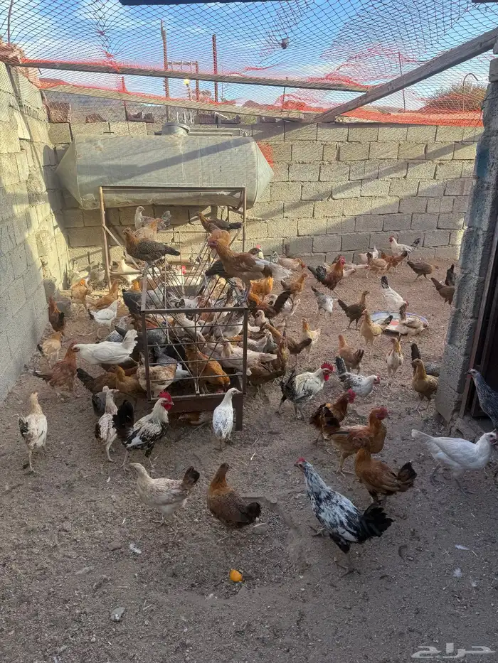 دجاج للبيع فروخ دجاج بلدي وديكة ودجاج كبار 4