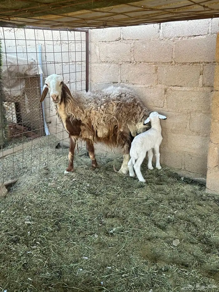 نجديه معه خروف 1