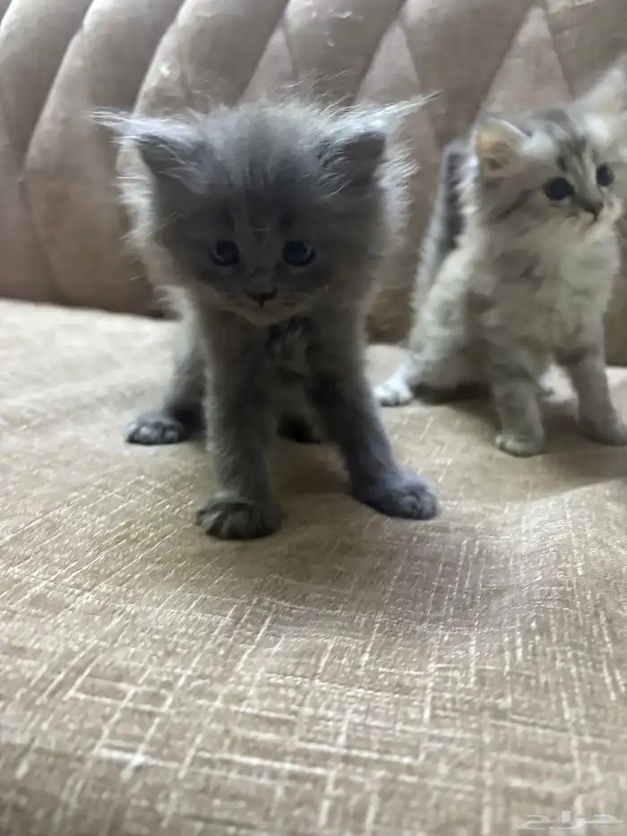 قطط للبيع 4