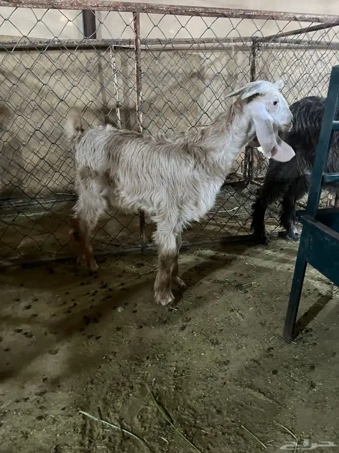 تيس العمر ثلاث شهور فيه نحاس في رجوله الي ورا 2