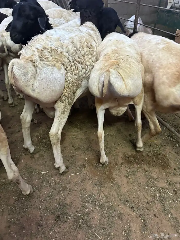 تيوس وبرابر مرابي 34