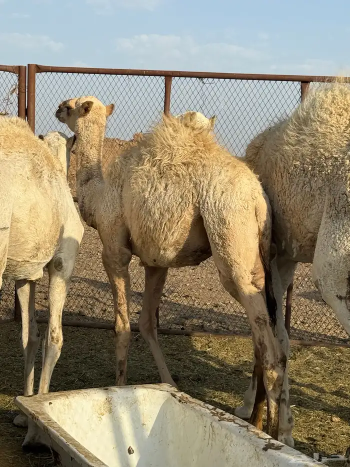 قعود لباني طيب 1